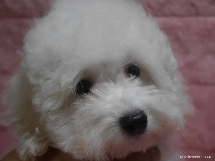 みっちゃん 様のお迎えした子犬