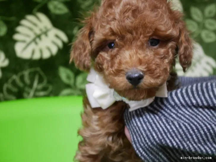 ID：1701-01276の子犬