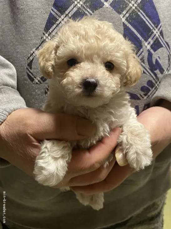 ID：2202-01493の子犬