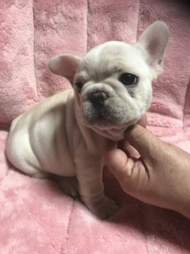 フレンチブルドッグ【福島県・男の子・2019年11月30日・クリーム】の写真「見てください！！良い顔してますよ」
