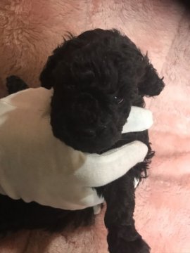 トイプードル(タイニー)【福島県・男の子・2019年12月8日・ブラック】の写真「両親共に血統優秀です」