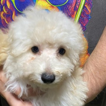 トイプードル(タイニー)【福島県・男の子・2024年6月22日・クリーム】の写真「可愛い子です」