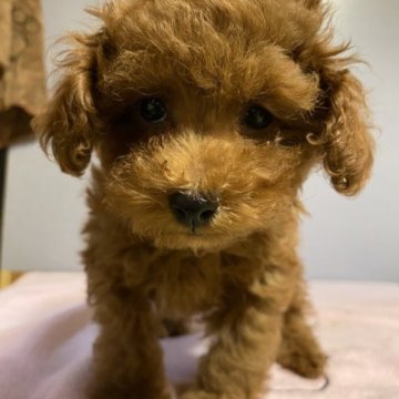 トイプードル(タイニー)【福島県・女の子・2023年8月28日・レッド】の写真「両親共に良血統」