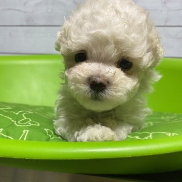 マルプー(トイプードル×マルチーズ)【福島県・女の子・2024年7月30日・ホワイト】の写真「流行りのホワイトマルプー」