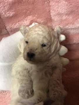 トイプードル(タイニー)【福島県・男の子・2020年4月6日・ホワイト】の写真「両親共に血統優秀です」