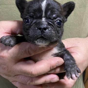 フレンチブルドッグ【福島県・女の子・2022年9月6日・ブリンドル】の写真「見てください　良い顔してますよ」