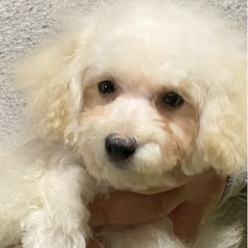 トイプードル(ティーカップ)【福島県・女の子・2022年9月26日・クリーム】の写真「小さい子に興味のある方」