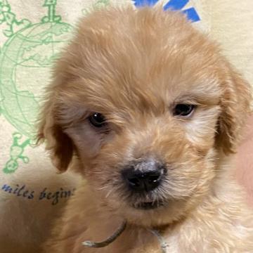 ゴールデンドゥードル【福島県・男の子・2022年9月6日・レッド】の写真「可愛いゴールデンドゥードルの男の子」