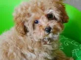 ティーカッププードル【福島県・男の子・2017年1月14日・アプリコット】の写真3