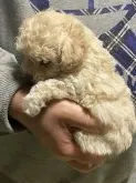 ティーカッププードル【福島県・男の子・2021年12月25日・クリーム】の写真5
