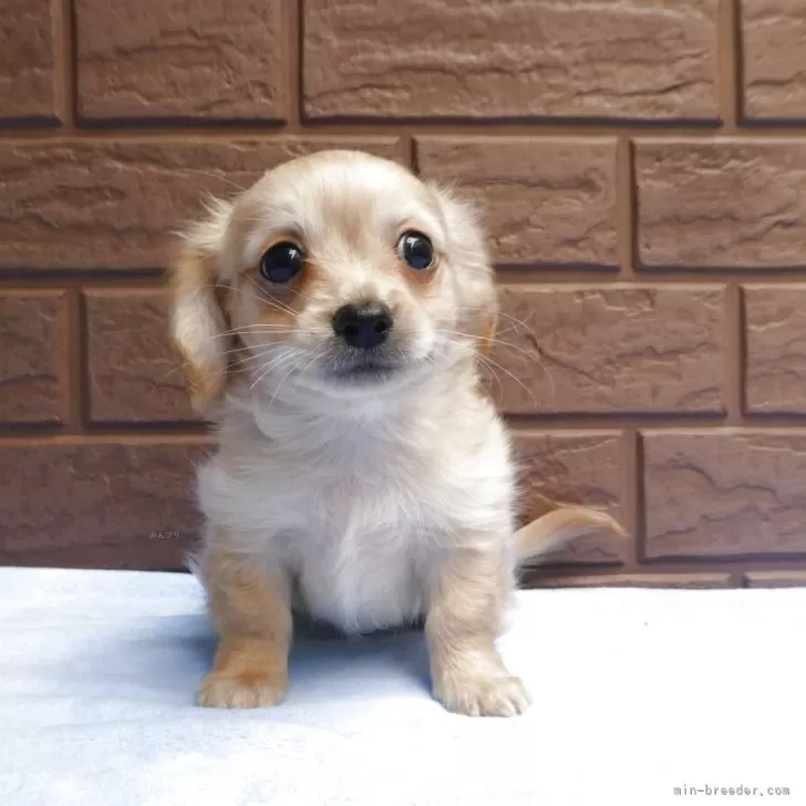 コロ 様のお迎えした子犬