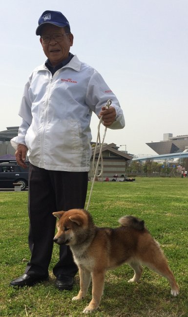 ２０１６年４月１０日東京支部展覧会出展時撮影｜橋本　健(はしもと　たけし)ブリーダー(埼玉県・柴犬・日本犬保存会登録)の紹介写真2