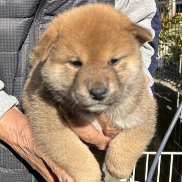 柴犬(標準サイズ)【埼玉県・男の子・2025年10月13日・赤柴】の写真「展覧会用・愛玩用・繁殖用として最高の犬です。」