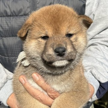 柴犬(標準サイズ)【埼玉県・男の子・2025年10月13日・赤柴】の写真「展覧会用・愛玩用・繁殖用として最高の犬です。」