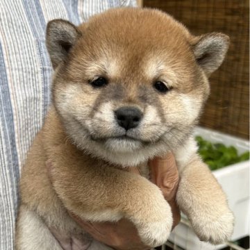 柴犬(豆柴)【埼玉県・女の子・2025年5月1日・赤】の写真「父親が黒毛、母親が赤毛のかわいい赤豆柴です。」