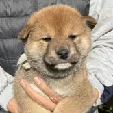 柴犬(標準サイズ)