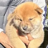 柴犬(標準サイズ)【埼玉県・男の子・2025年10月13日・赤柴】の写真3「よくご飯を食べて、元気いっぱいです。」