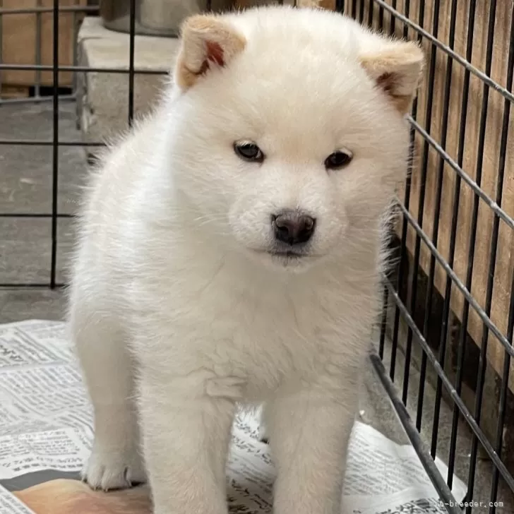 ID：2403-04002の子犬