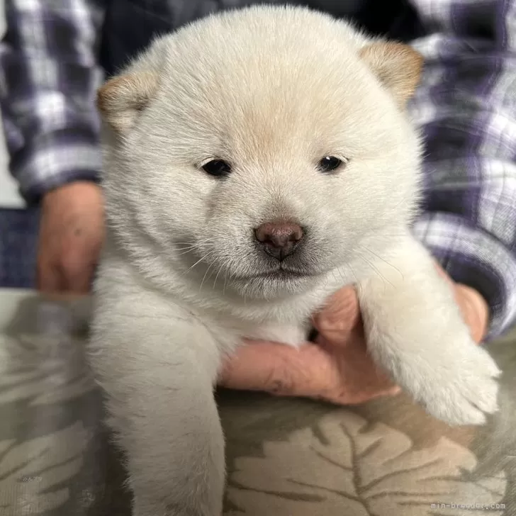 T.M 様のお迎えした子犬