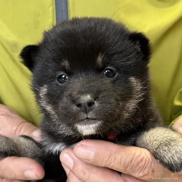 S.H 様のお迎えした子犬