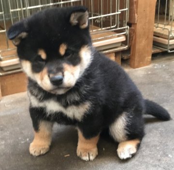 柴犬(標準サイズ)【埼玉県・男の子・2017年11月18日・黒毛】の写真「これぞ柴犬といえる凛とした可愛い犬です。」