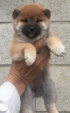 柴犬(標準サイズ)【埼玉県・女の子・2018年10月2日・赤柴】の写真「これぞ柴犬といえる凛とした可愛い犬です。」