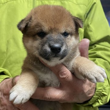 柴犬(豆柴)【埼玉県・女の子・2021年2月21日・赤】の写真「豆柴サイズのかわいい赤柴です。」