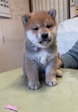 柴犬(標準サイズ)【埼玉県・女の子・2021年12月16日・赤柴】の写真「展覧会用・愛玩用・繁殖用として最高の犬です。」