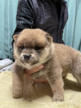 柴犬(豆柴)【埼玉県・男の子・2021年9月7日・赤】の写真「豆柴サイズのかわいい赤柴です。」