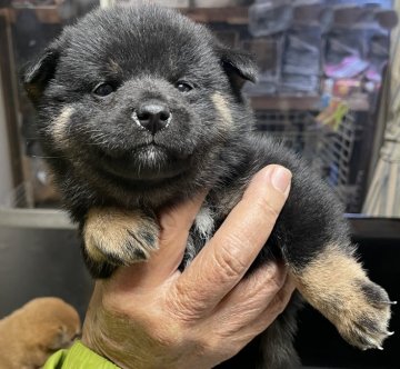 柴犬(豆柴)【埼玉県・女の子・2021年2月21日・黒】の写真「豆柴サイズのかわいい赤柴です。」