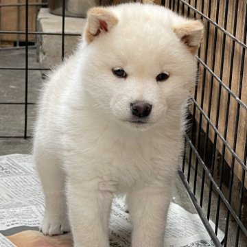柴犬(標準サイズ)【埼玉県・男の子・2024年2月10日・白柴】の写真「愛玩用・繁殖用として最高の犬です。」