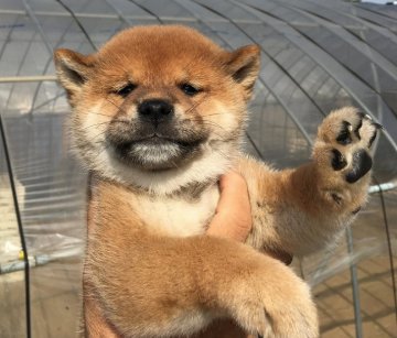 柴犬(標準サイズ)【埼玉県・男の子・2018年7月24日・赤柴】の写真「これぞ柴犬といえる凛とした可愛い犬です。」