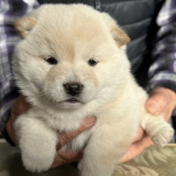 柴犬(豆柴)【埼玉県・女の子・2023年12月7日・白】の写真「両親豆柴のかわいい白豆柴です。」