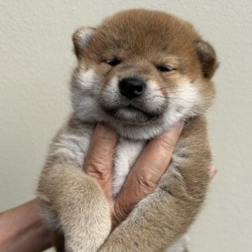 柴犬(標準サイズ)【埼玉県・女の子・2023年6月3日・赤柴】の写真「展覧会用・愛玩用・繁殖用として最高の犬です。」