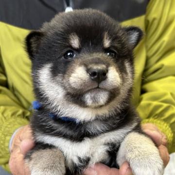 柴犬(標準サイズ)【埼玉県・男の子・2022年11月7日・黒柴】の写真「展覧会用・総理大臣賞受賞犬の曾孫犬です。」