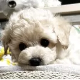 タイニープードル