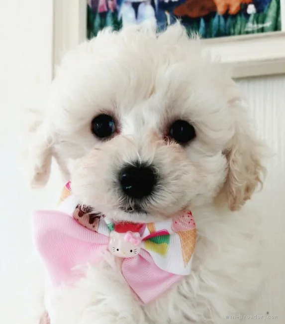 ID:1810-02002の子犬