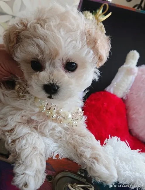 ID：1911-00811の子犬