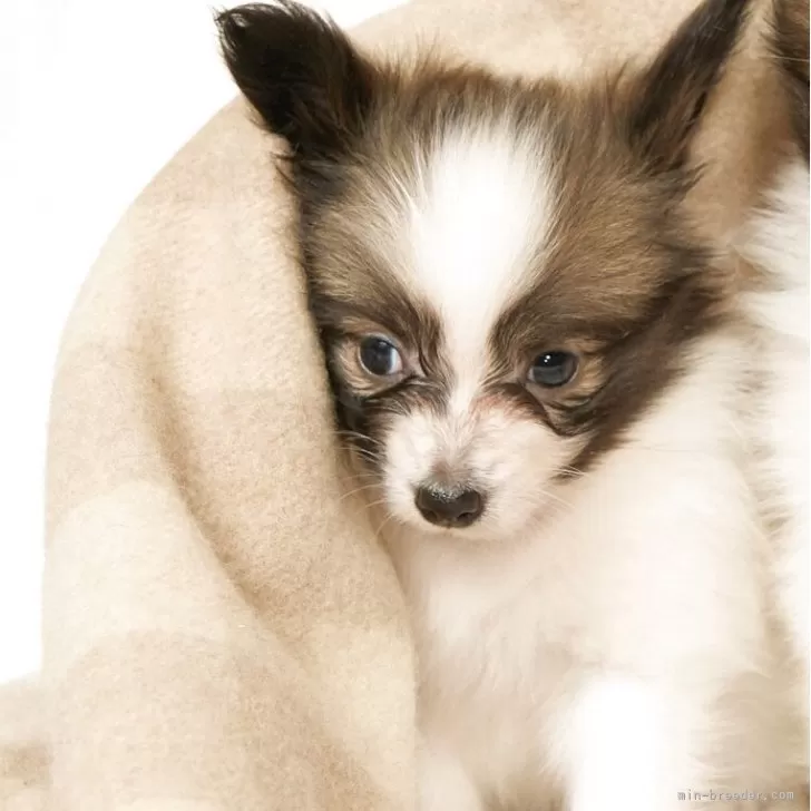 ID：2505-04763の子犬