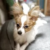 パピヨン