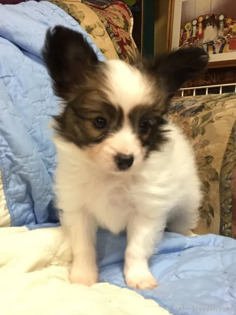 ID:1705-01802の子犬