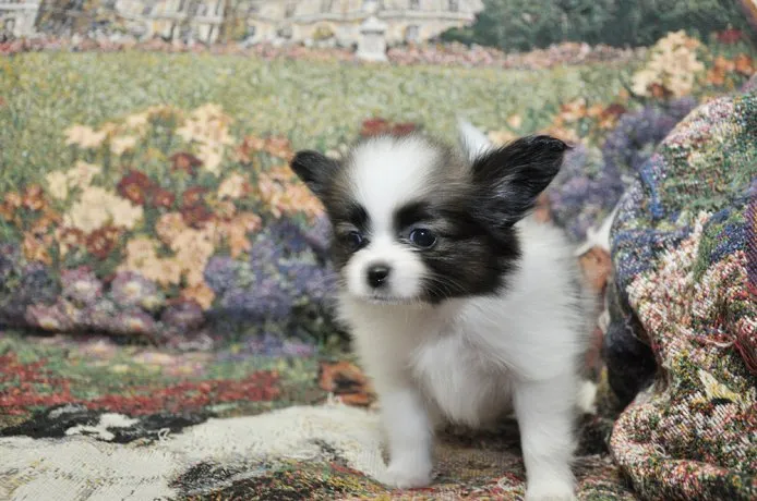 ID：1410-00720の子犬