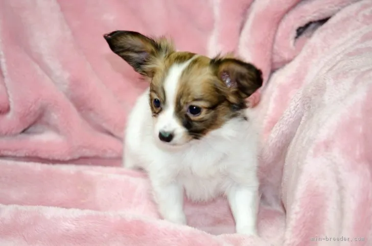 ID:1704-02325の子犬