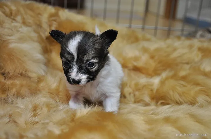 ID：1512-00395の子犬