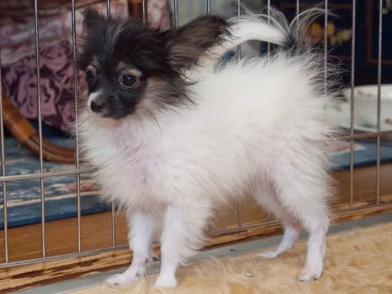 ID：1504-00894の子犬