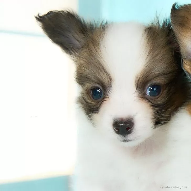 ID：2407-06006の子犬