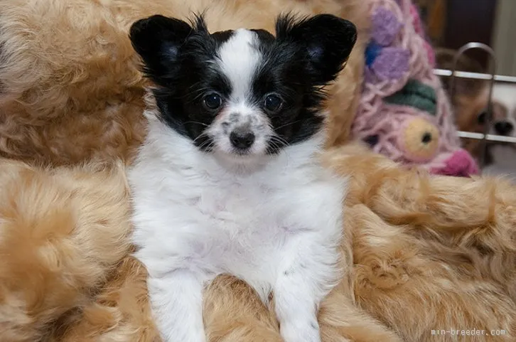 ID：1512-00389の子犬