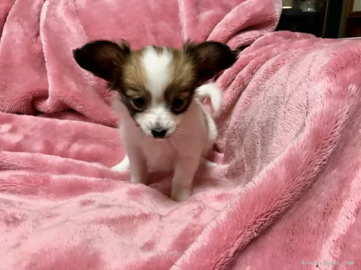 ID：1704-02328の子犬