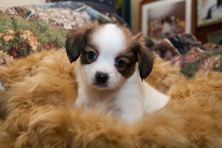 ID:1608-00957の子犬