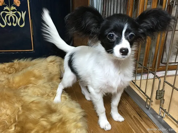 ID：1507-01202の子犬